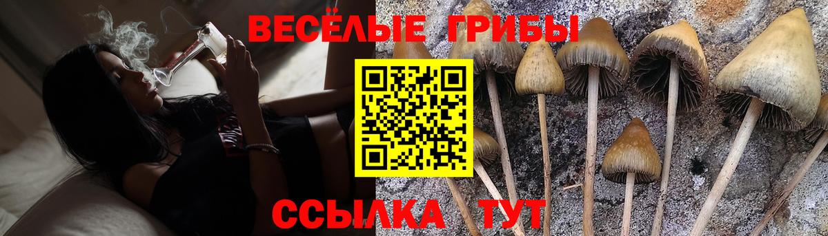 Галлюциногенные грибы Psilocybine cubensis Лесозаводск